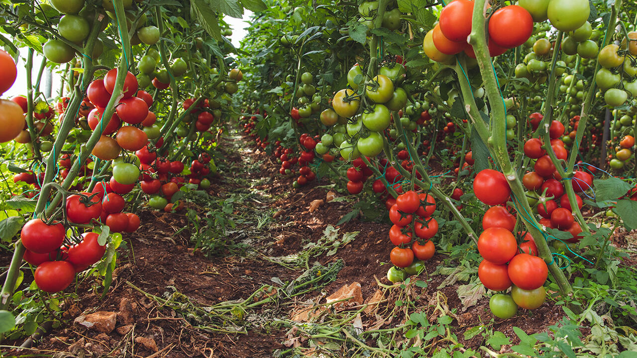 Welche Tomaten werden verarbeitet? In den Ketchups im Test stecken mehrheitlich Tomaten aus Italien, Spanien oder Portugal. Welche Tomaten werden verarbeitet? In den Ketchups im Test stecken mehrheitlich Tomaten aus Italien, Spanien oder Portugal.