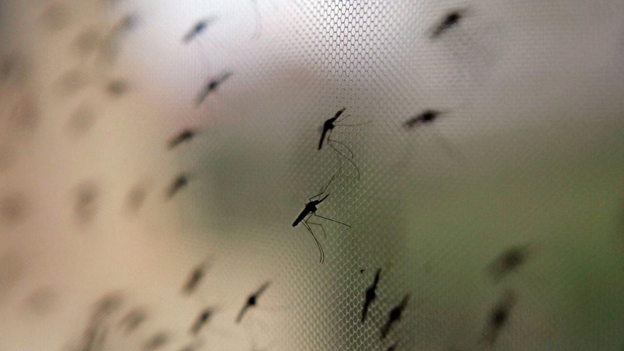 Abholzung im Amazonasgebiet erhöht Malaria-Risiko