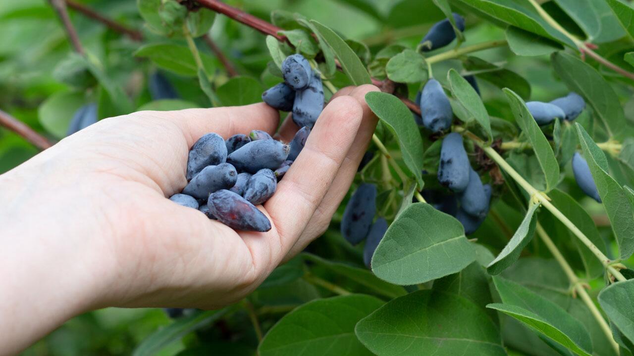 Alternative zu Heidelbeere und Himbeere: Ist die Haskapbeere die neue Super-Beere?