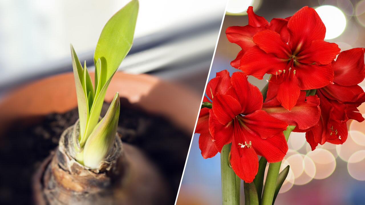 Amaryllis pflegen: Pflegetipps, damit die Amaryllis schön blüht