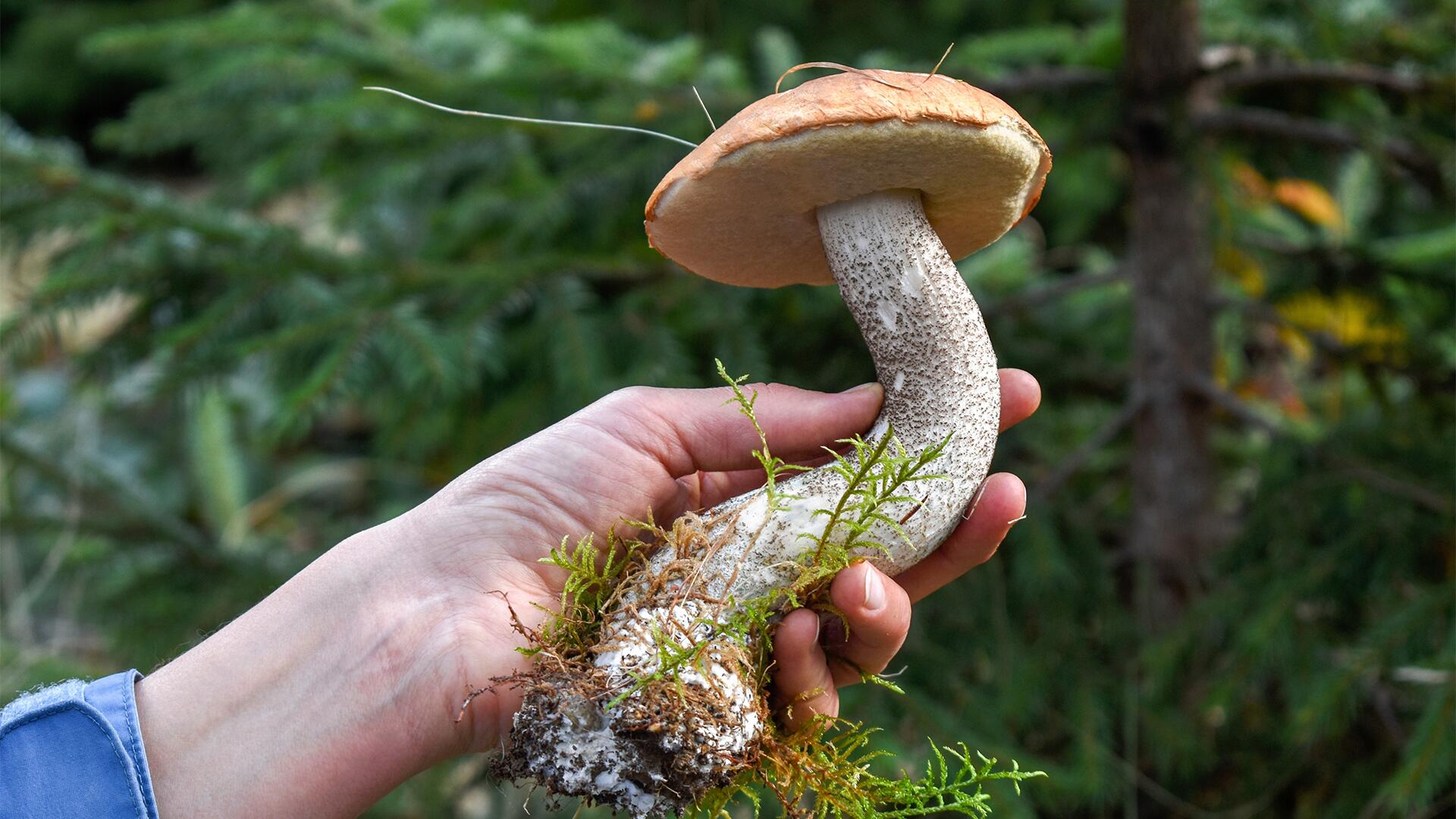 Pilze: Regen bringt Boom – Tipps zum sicheren Sammeln Pilze: Regen bringt Boom – Tipps zum sicheren Sammeln