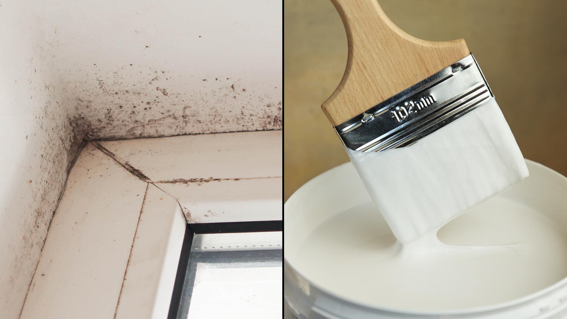 Antischimmelfarben im Test: Der Großteil enthält bedenkliche Biozide Antischimmelfarben im Test: Der Großteil enthält bedenkliche Biozide