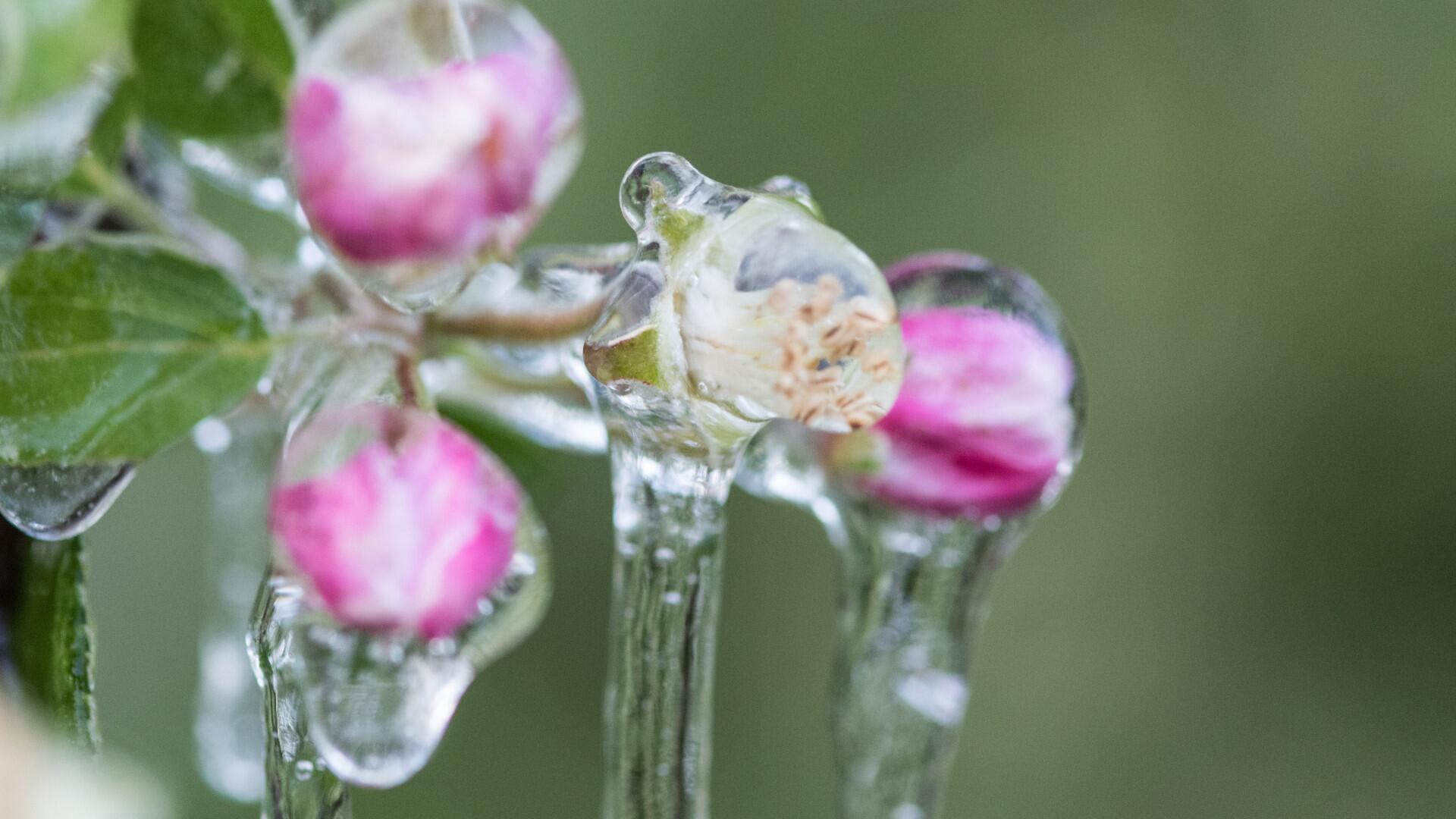 Nachtfröste im Mai: Diese Pflanzen sollten Sie nachts schützen Nachtfröste im Mai: Diese Pflanzen sollten Sie nachts schützen