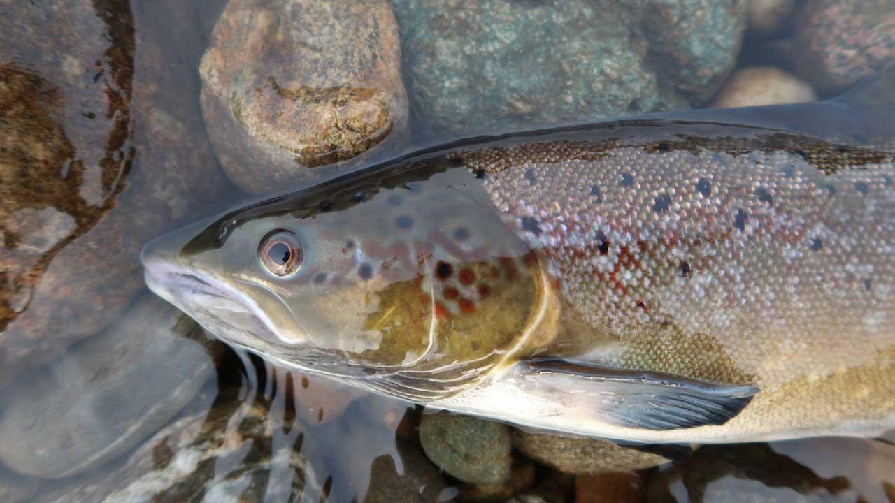 Auf diesem von Nature zur Verfügung gestellten, undatierten Bild ist ein atlantischer Lachs zu sehen.