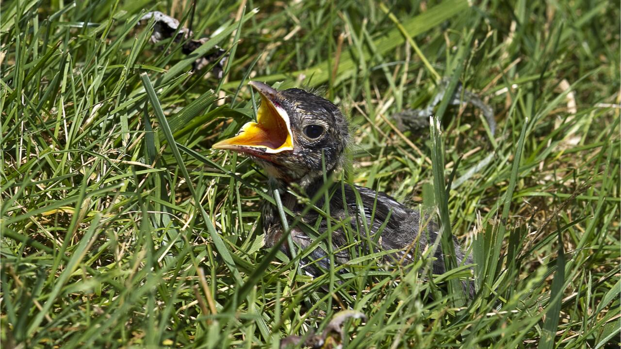 Aus dem Nest gefallen: Wie Sie Jungvögeln richtig helfen