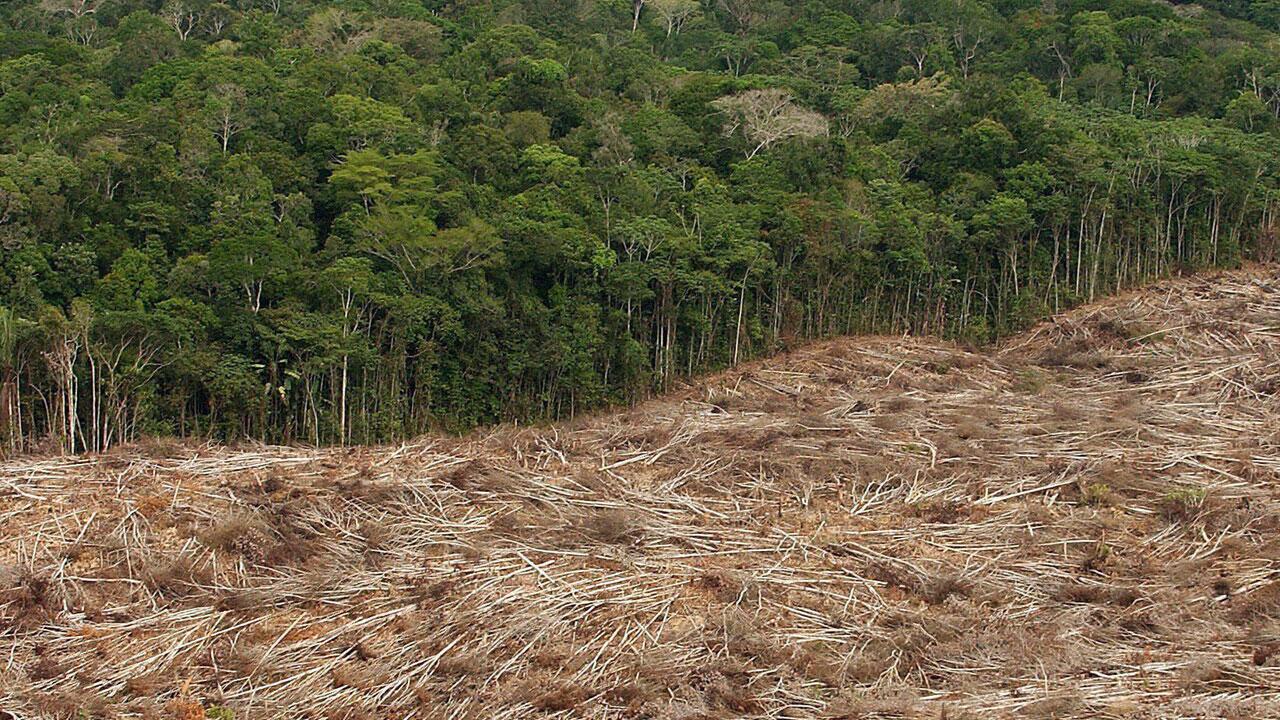 Bericht: Zerstörte Waldfläche 2023 fast so groß wie Lettland