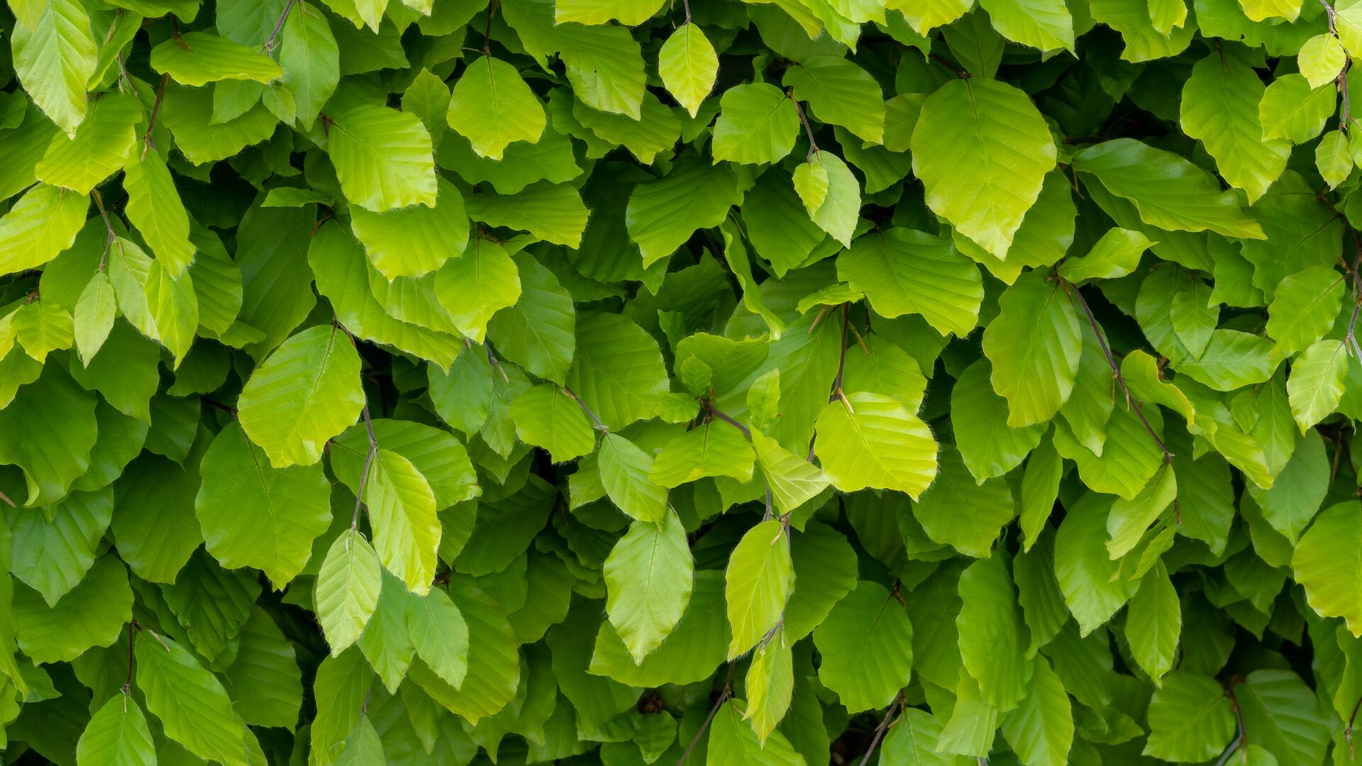 Wuchernde Hecke: Was beim Schneiden von Hecken jetzt erlaubt ist Wuchernde Hecke: Was beim Schneiden von Hecken jetzt erlaubt ist