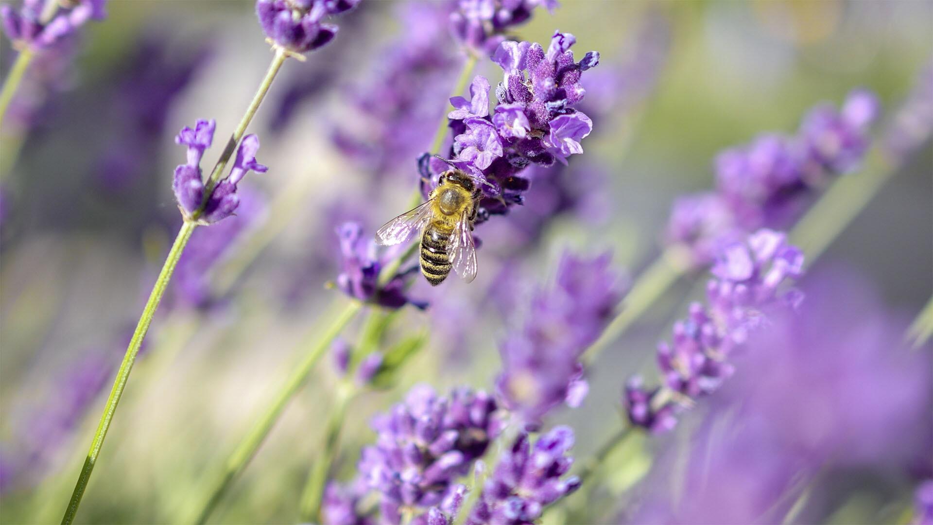 Bienen lieben Lavendel – doch einige enthalten Pestizid-Cocktails Bienen lieben Lavendel – doch einige enthalten Pestizid-Cocktails