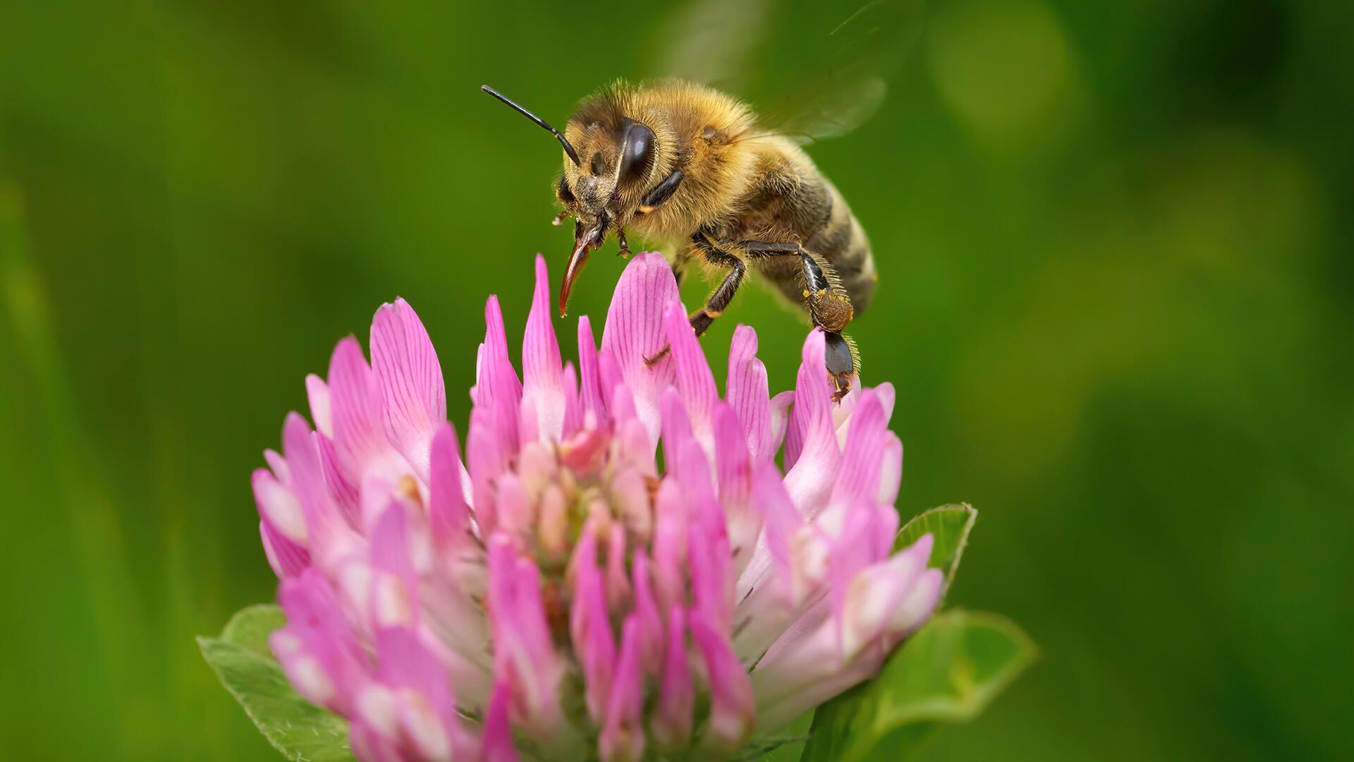 Gefahr für Bienen: Mikroplastik schwächt ihr Immunsystem Gefahr für Bienen: Mikroplastik schwächt ihr Immunsystem