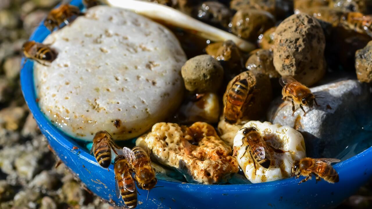 Bienentränke: So basteln Sie eine Wasserquelle für Insekten