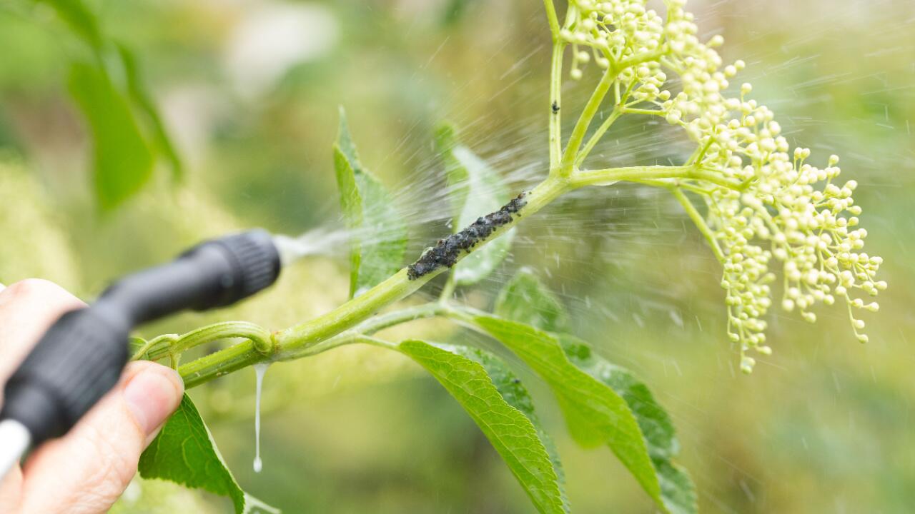 Blattläuse: Diese Hausmittel helfen bei Blattlaus-Befall