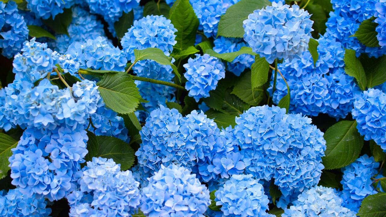 Blaue Hortensienblüten: 3 Tricks für den Farbwechsel