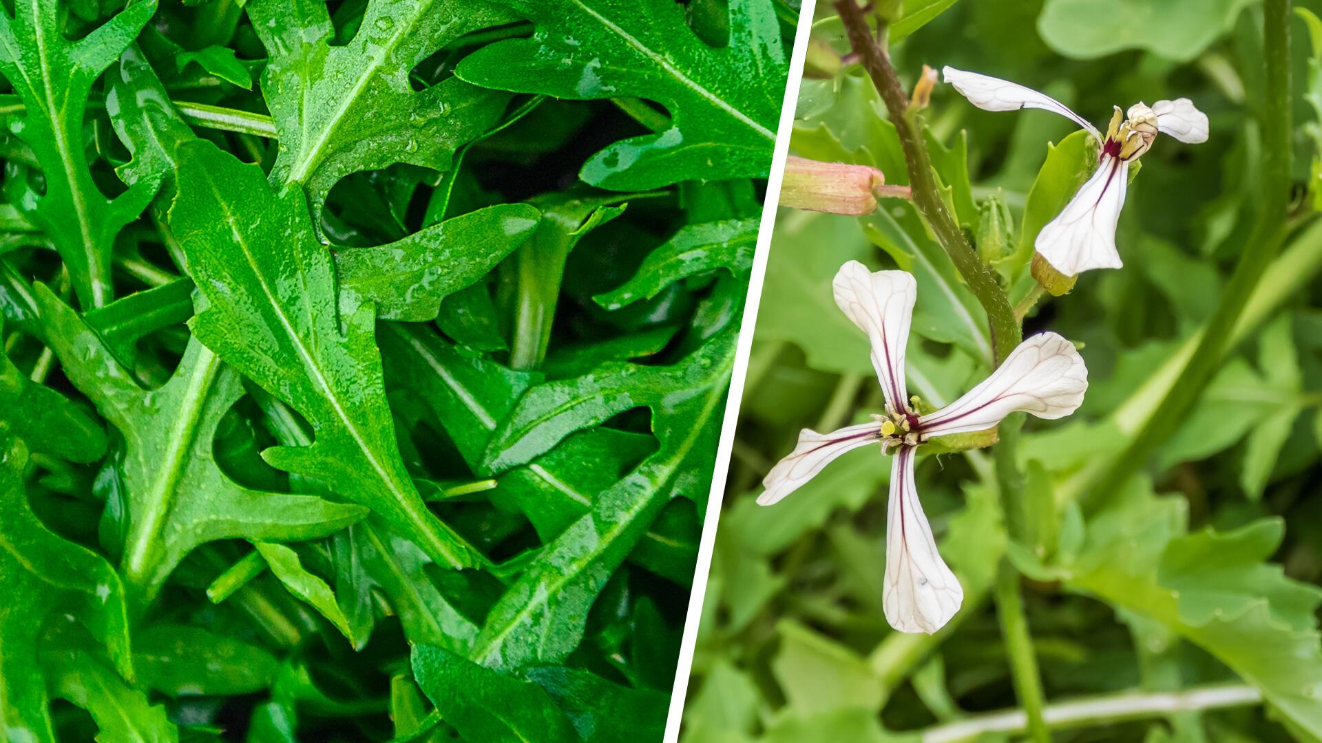 Blühender Rucola im Garten: Ist der Salat jetzt noch essbar?