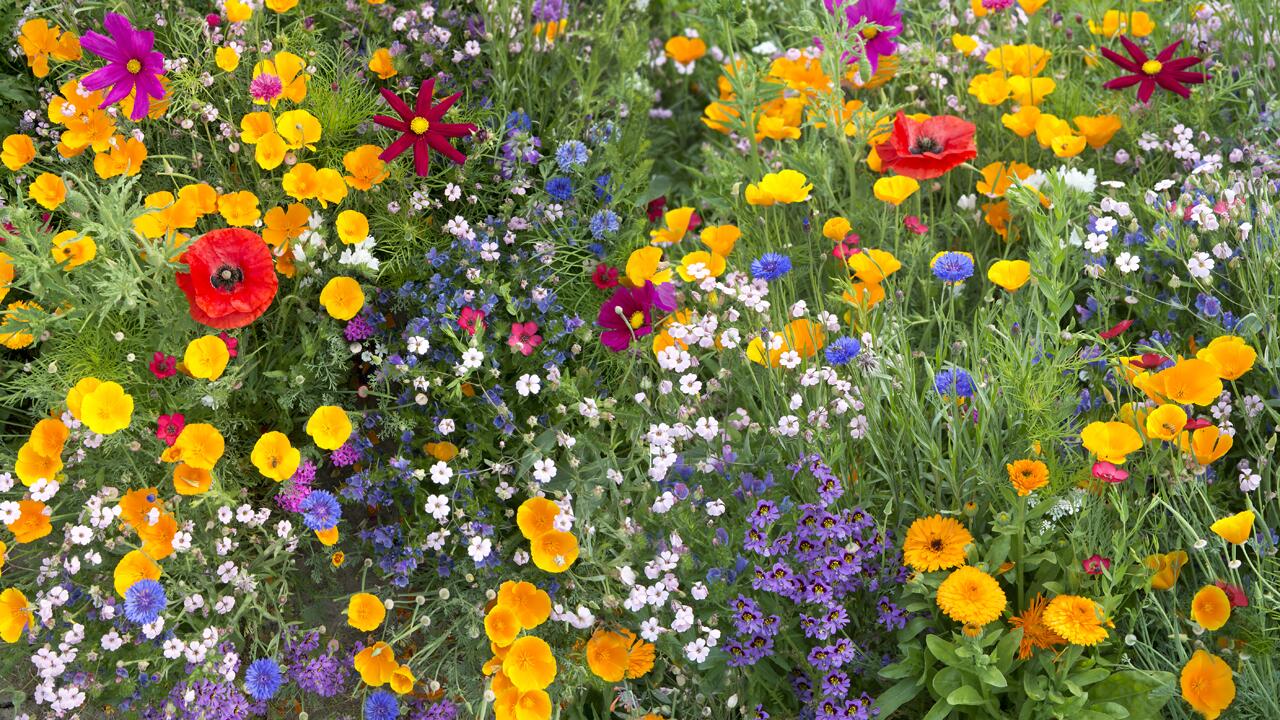 Wilde Blumenwiese anlegen: So gedeihen bunte Wildblumen in Ihrem Garten