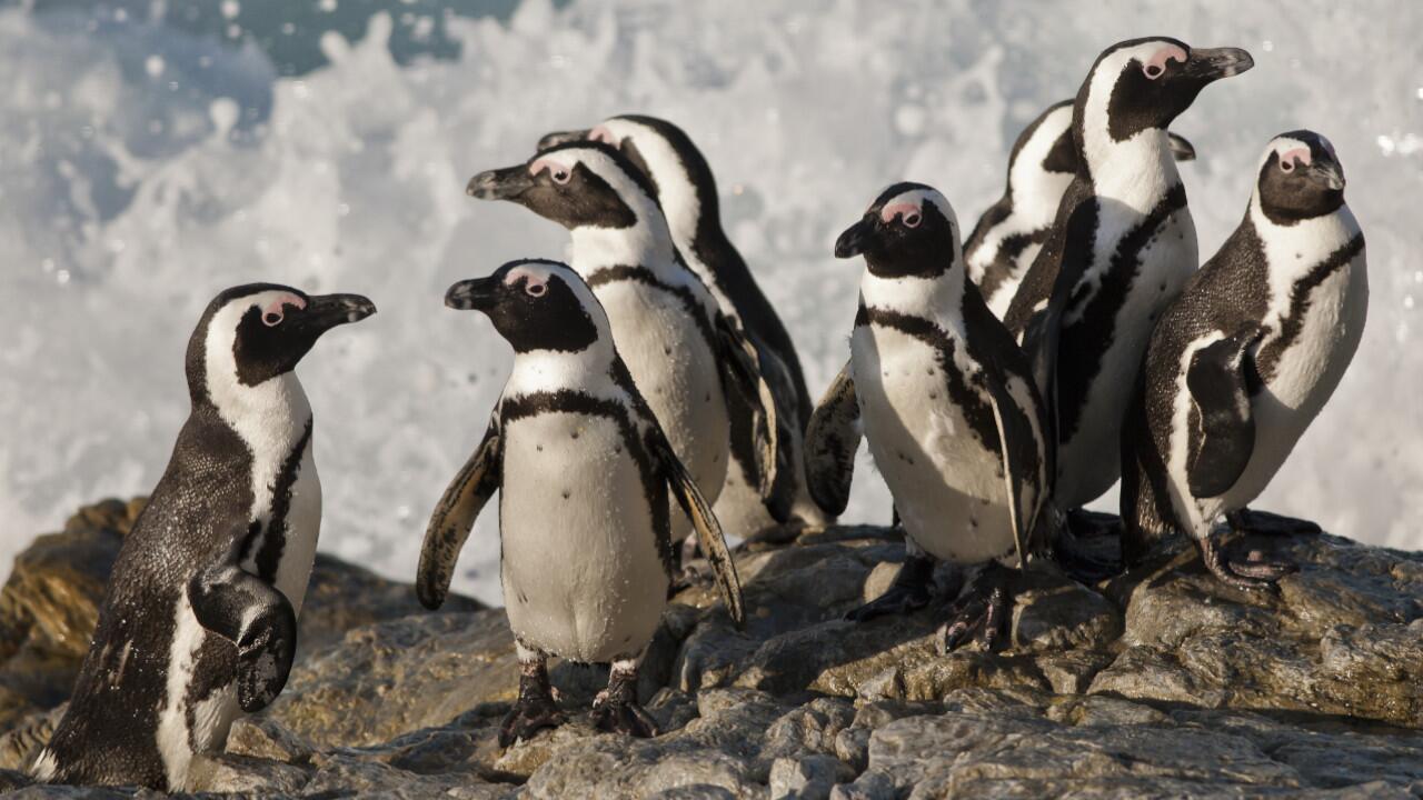 Brillenpinguine sind durch die Klimakrise bedroht.