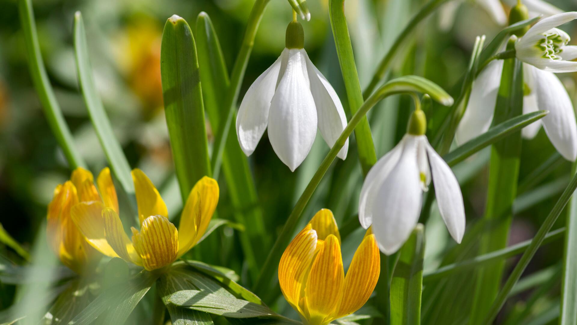 Bye-bye Winterblues: Mit diesen Zwiebeln wird’s jetzt bunt!