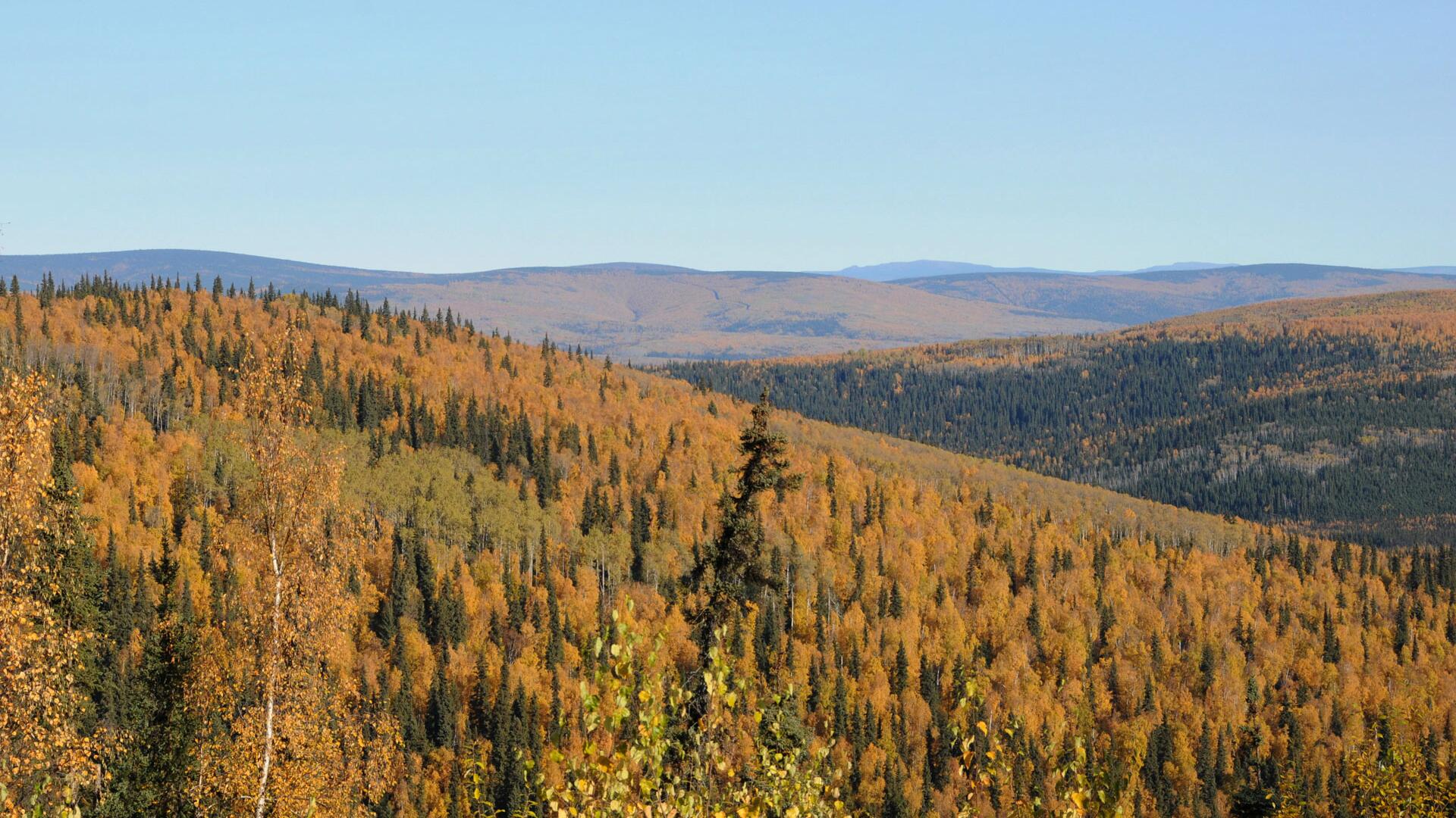 CO₂-Ausgleich durch Aufforstung? Forscher zeigen die Grenzen auf CO₂-Ausgleich durch Aufforstung? Forscher zeigen die Grenzen auf