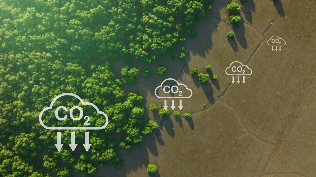 CO₂ aus der Atmosphäre entziehen: Die Lösung für die Klimakrise?