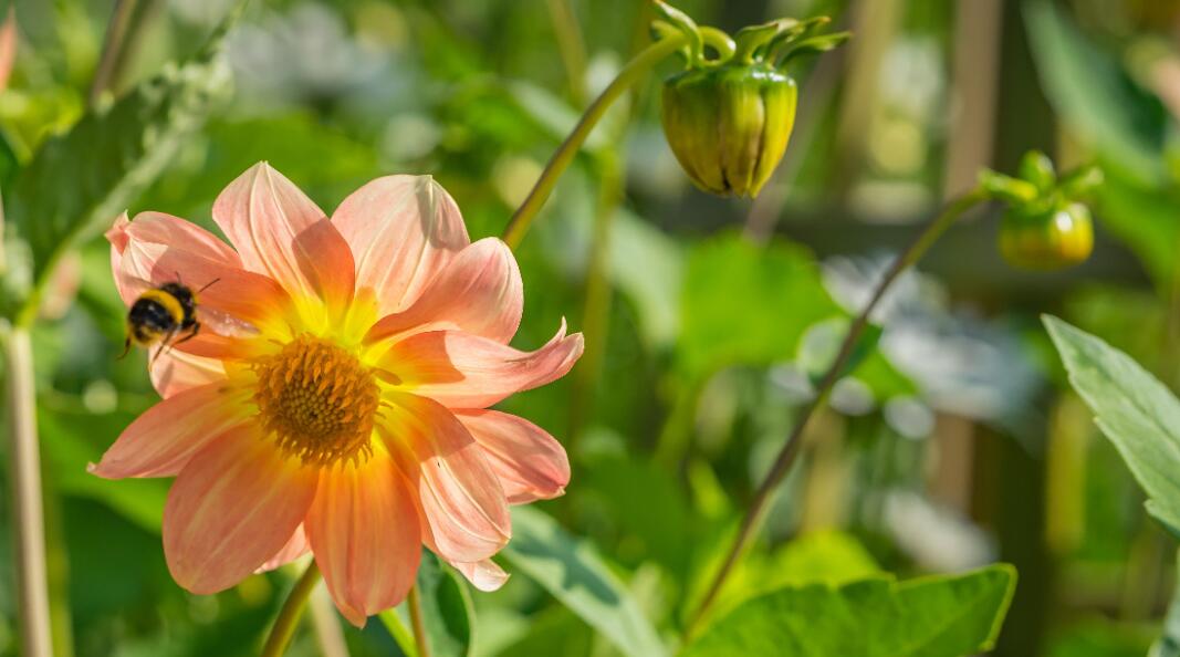Dahlien überwintern: Mit diesen Tricks blühen sie auch im nächsten Sommer Dahlien überwintern: Mit diesen Tricks blühen sie auch im nächsten Sommer