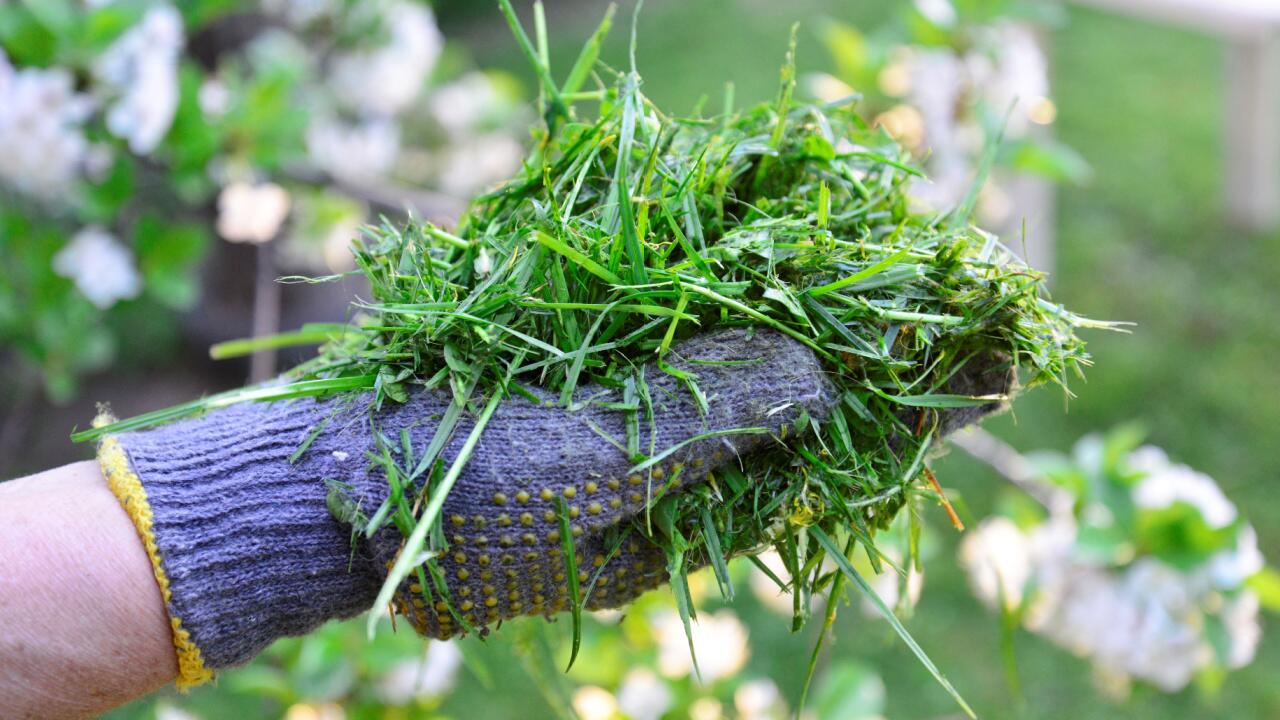 Darum sollten Sie gemähtes Gras nicht einfach wegwerfen