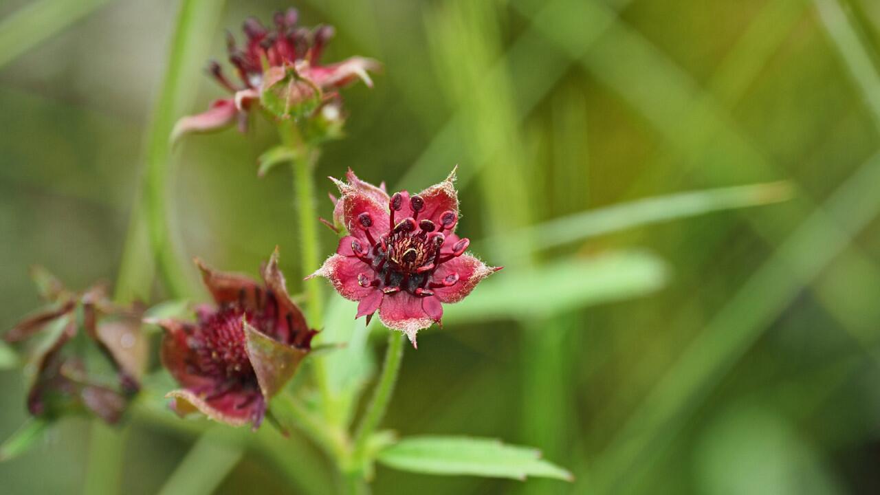 Das Sumpf-Blutauge ist die Blume des Jahres 2025.