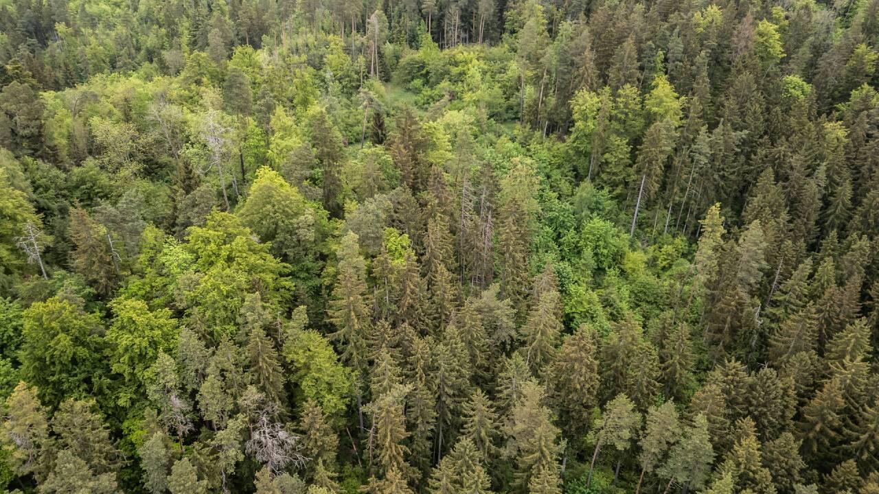 "Dauerpatient" Wald: Bei den häufigsten Arten sind vier von fünf Bäumen krank