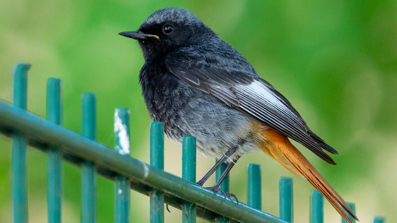 Der Hausrotschwanz ist der neue Vogel des Jahres.