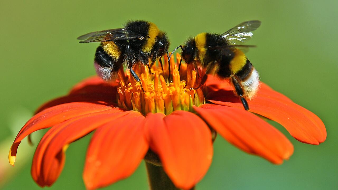 Dicke Brummer im Garten entdeckt? Hummel-Hotline hilft beim Erkennen