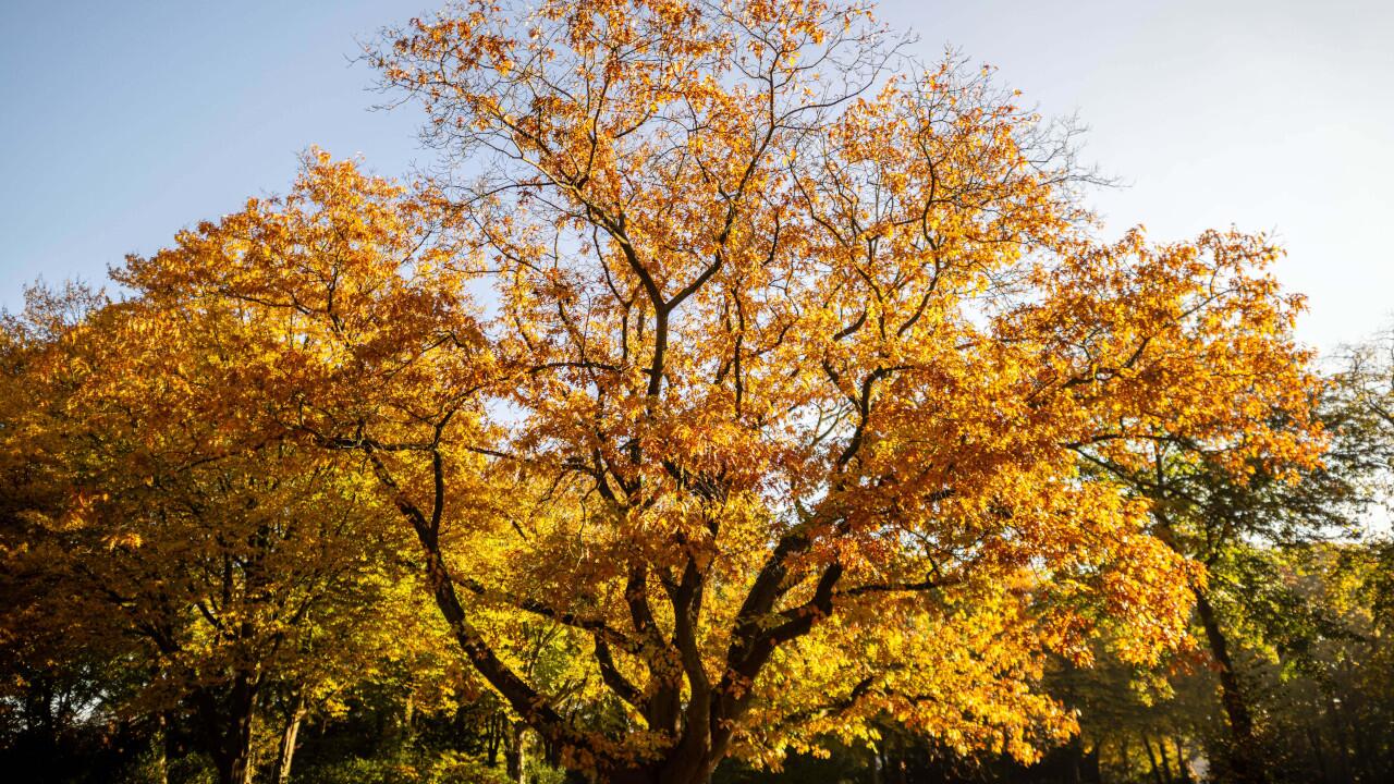 Die Amerikanische Roteiche ist der Baum des Jahres 2025.