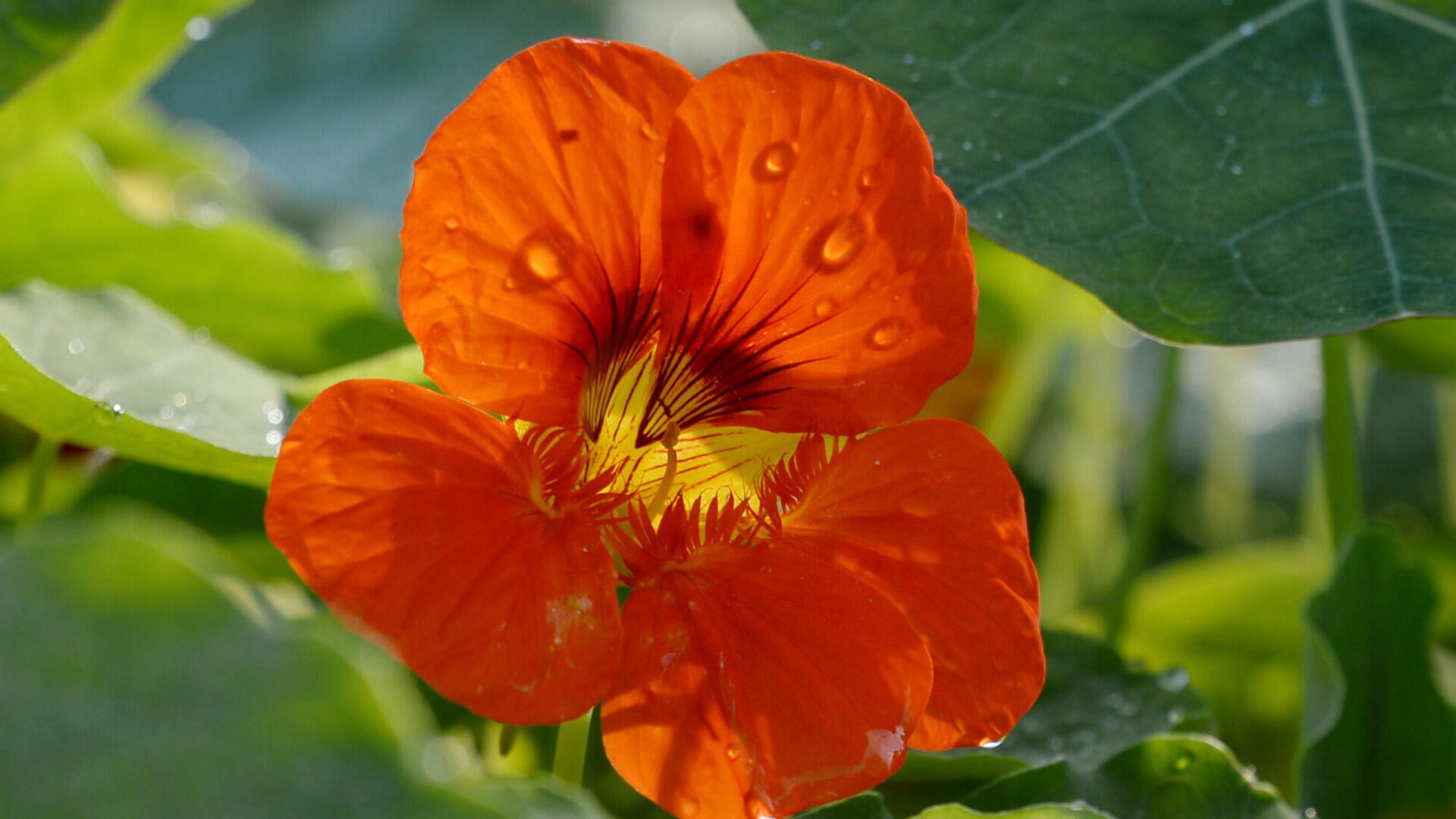 Pesto, Kapern und mehr: Wie vielseitig sich Kapuzinerkresse zubereiten lässt Pesto, Kapern und mehr: Wie vielseitig sich Kapuzinerkresse zubereiten lässt