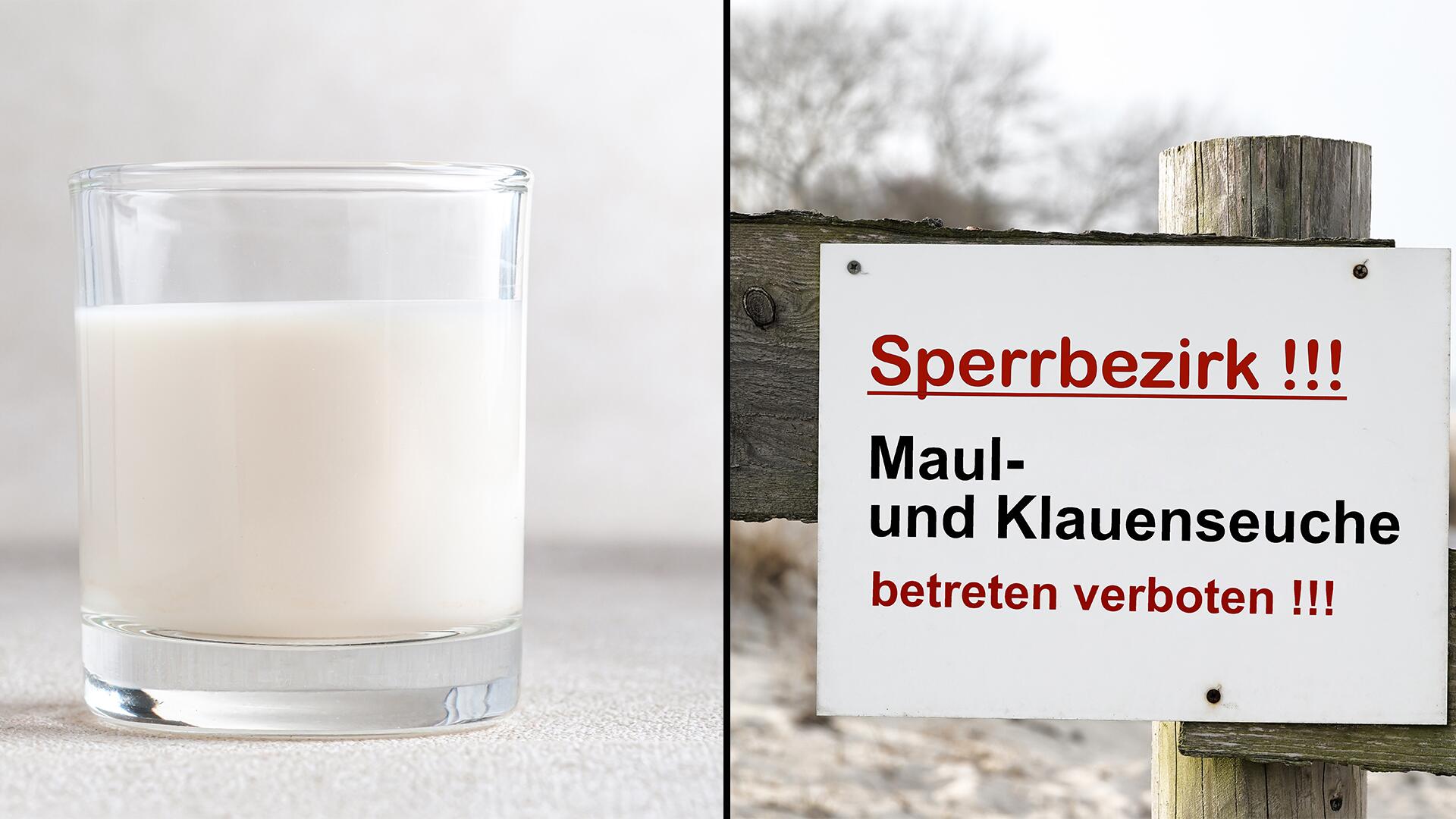 Maul- und Klauenseuche: Keine Gefahr durch hitzebehandelte Milch von infizierten Tieren