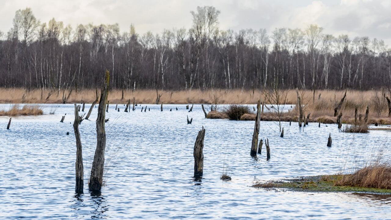 EU-Staaten beschließen umstrittenes Naturschutzgesetz