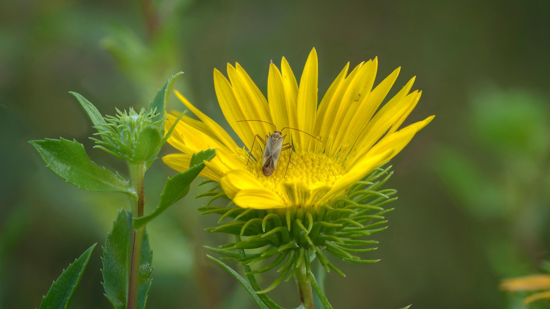 Studie: Insektengift Acetamiprid für Nützlinge schädlicher als gedacht