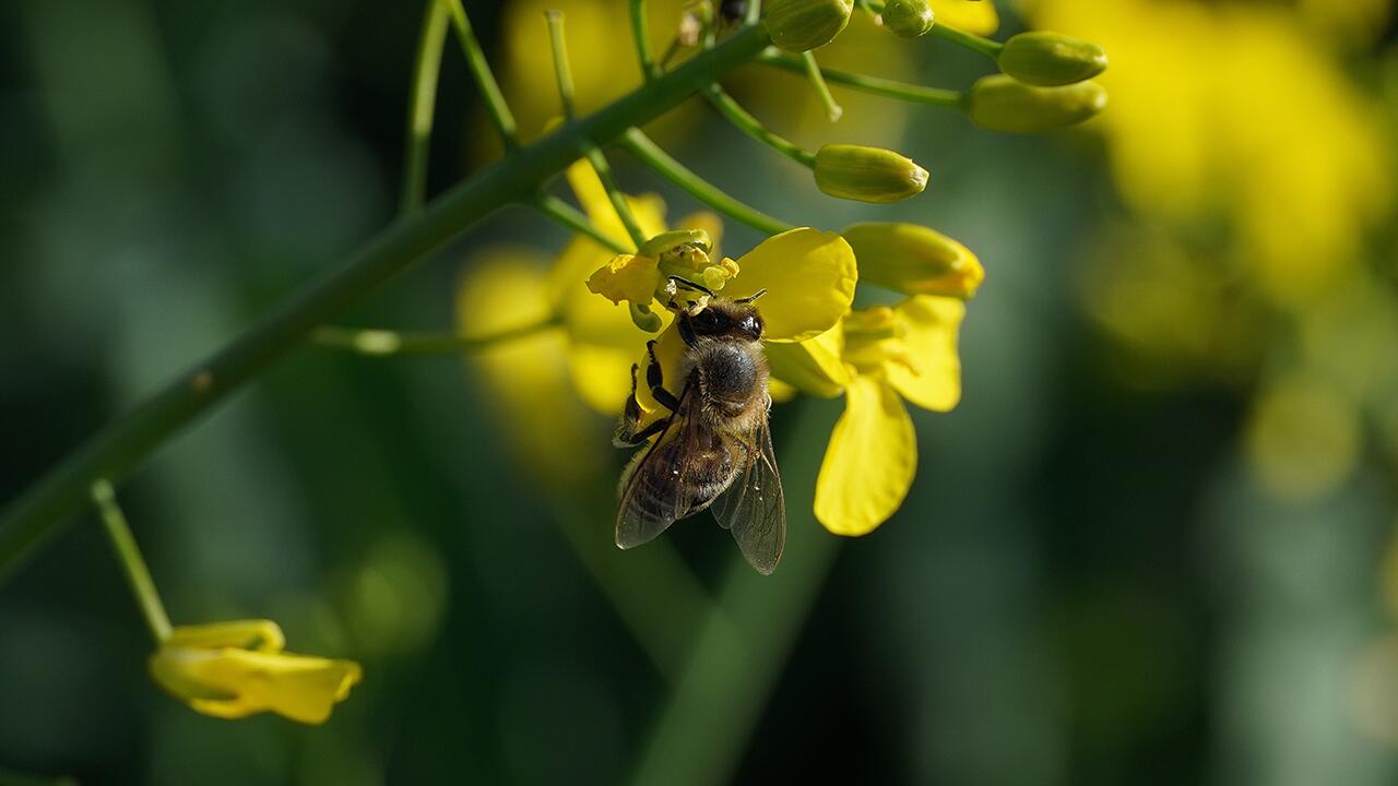 Eine neue Studie zeigt: Eigentlich unschädliche Pestizidmengen können in Kombination das Bienensterben erhöhen.