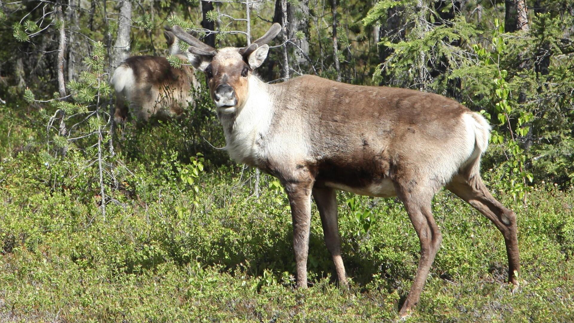 Rentier-Population durch Klimawandel stark gefährdet Rentier-Population durch Klimawandel stark gefährdet