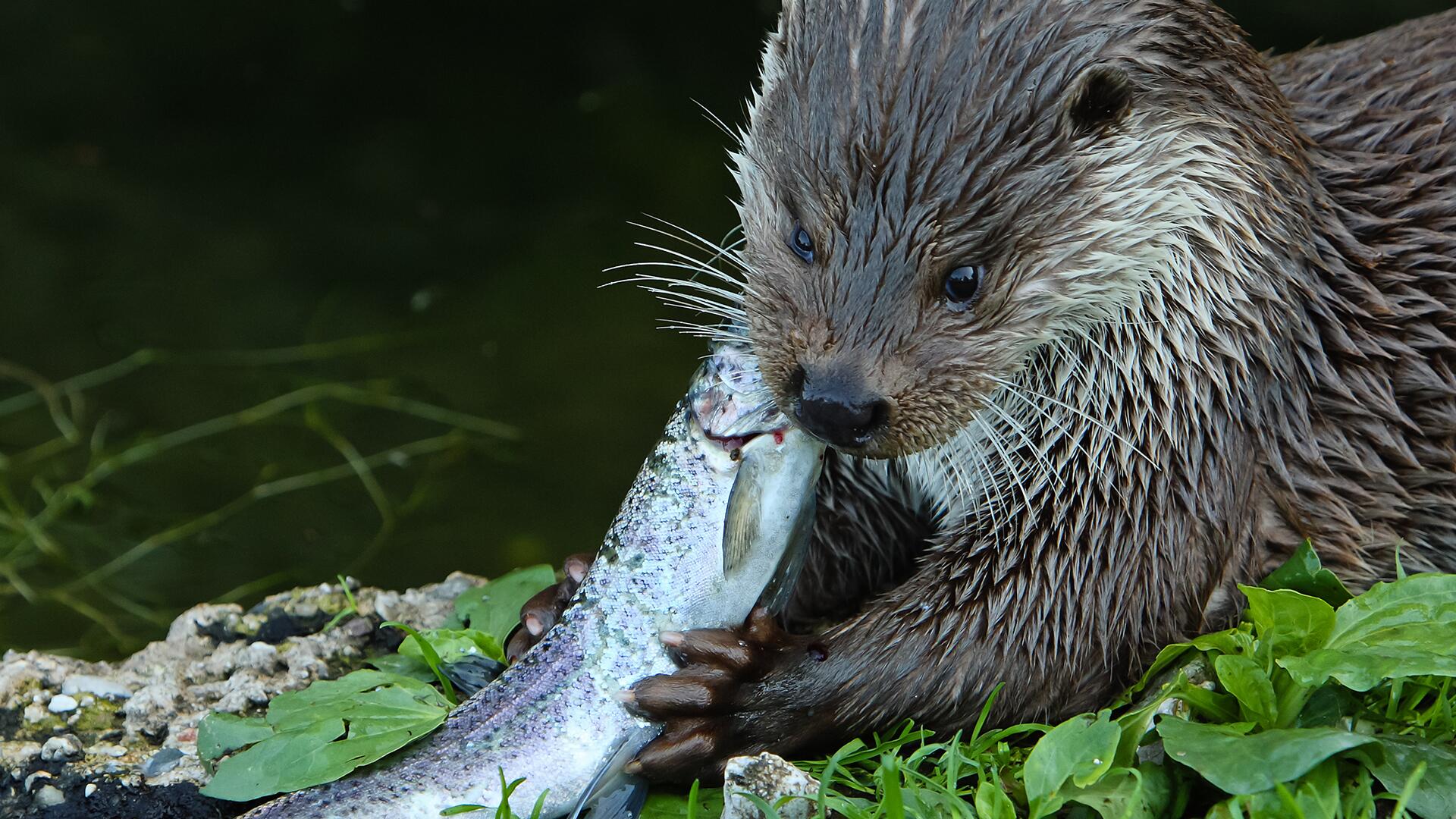 Studie: Rattengift schädigt Fische und Fischotter Studie: Rattengift schädigt Fische und Fischotter