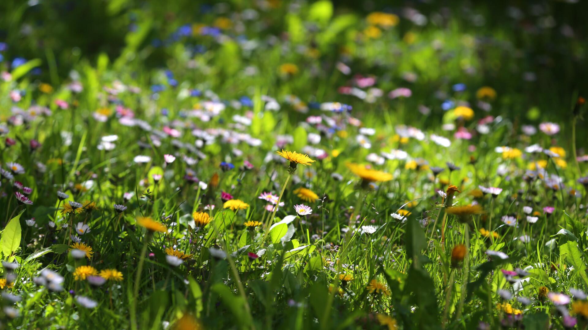 Eine wilde Blumenwiese ist ein Hingucker im naturnahen Garten.