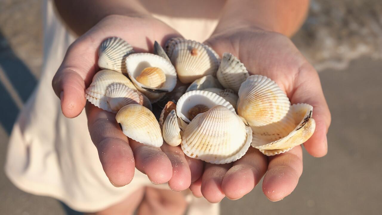Einige Muschelarten sind geschützt und dürfen aus diesem Grund nicht einfach vom Strand aufgesammelt werden.