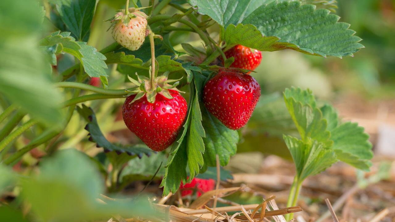 Erdbeeren pflanzen im Mai: So gelingt die Sommer-Ernte