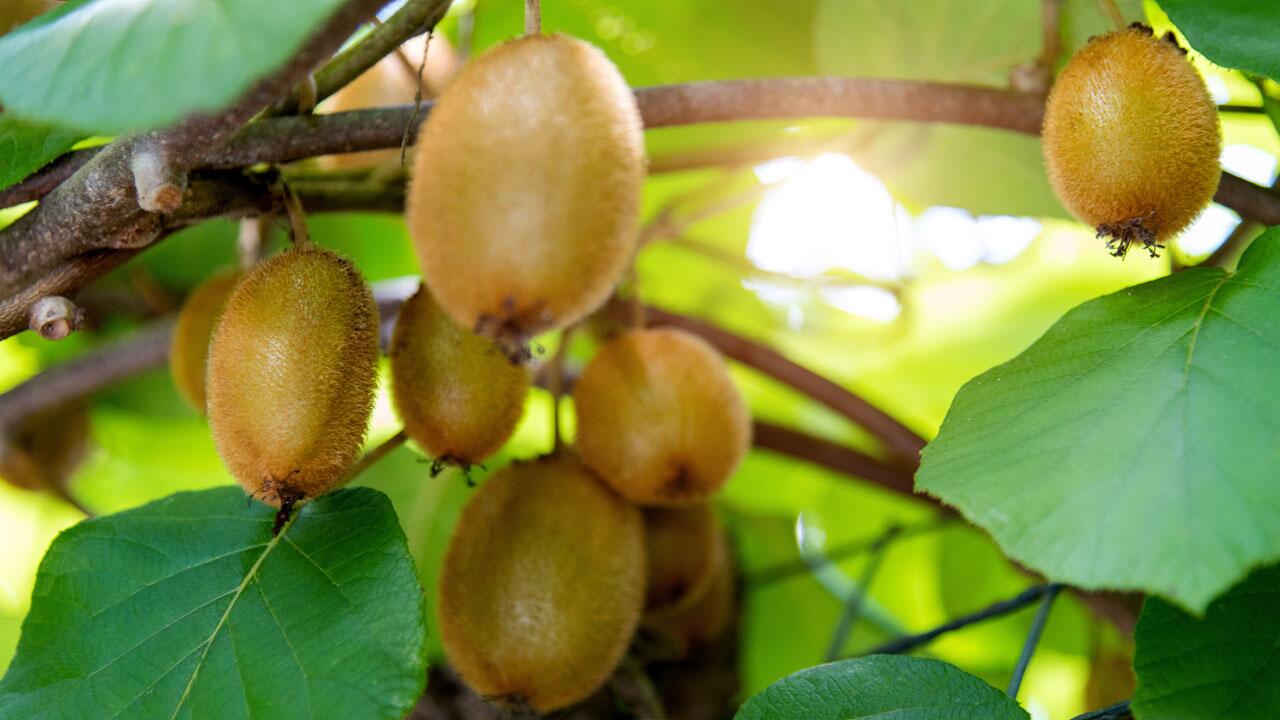 Exotische Früchte im Garten anbauen: So wird der Traum wahr