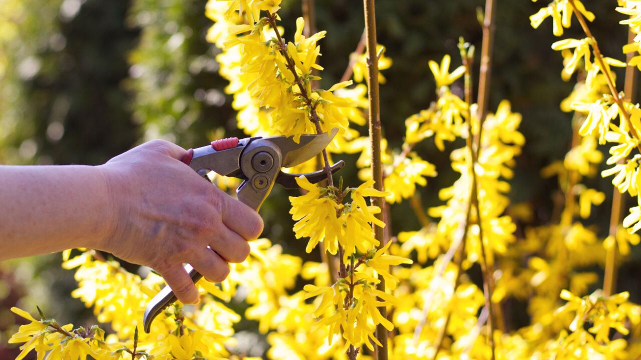 Forsythien schneiden: Ist jetzt der beste Zeitpunkt? - ÖKO-TEST