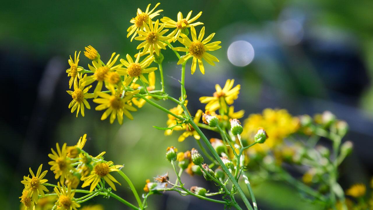 Giftiges Jakobskreuzkraut breitet sich aus – ist aber wichtig für die Natur