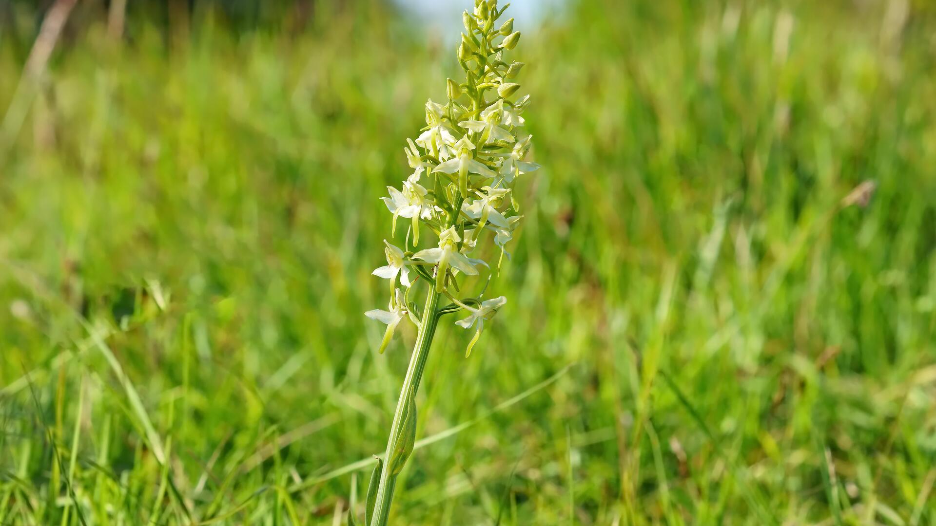 Grünliche Waldhyazinthe ist Orchidee des Jahres 2025