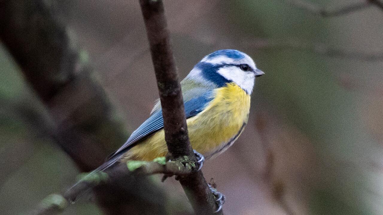 Gut für Meisen, schlecht für Igel: Der milde Winter und seine Folgen