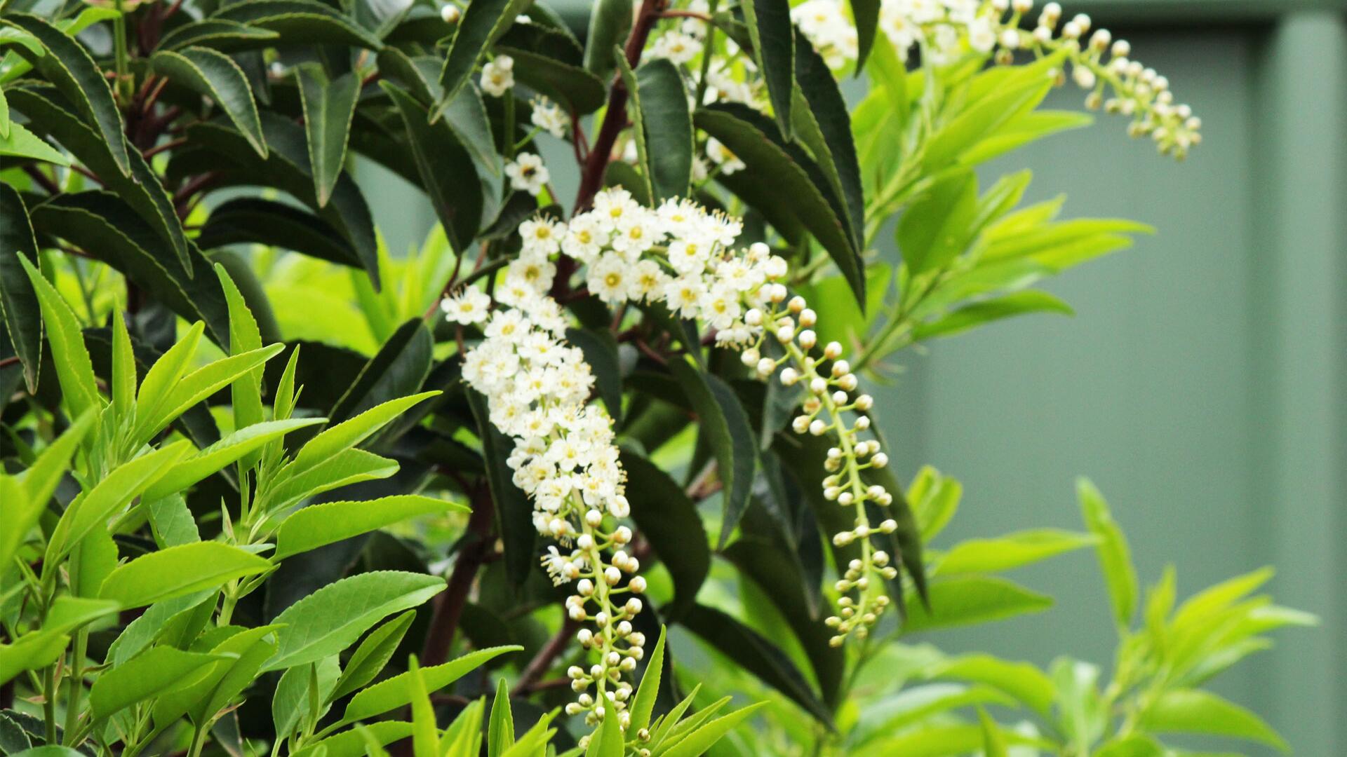 Kirschlorbeer ist problematisch – das sind gute Alternativen Kirschlorbeer ist problematisch – das sind gute Alternativen