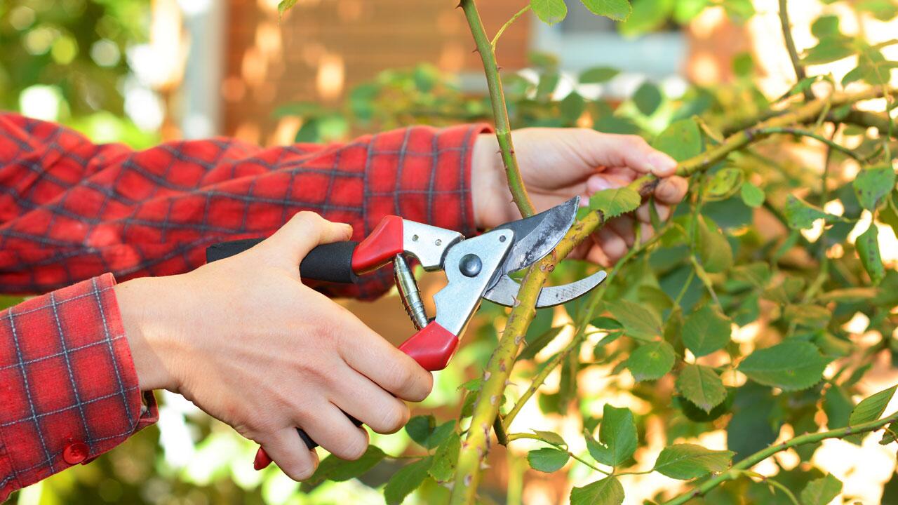 Herbst: Welche Pflanzen im Garten sollte man jetzt zurückschneiden – und welche nicht?