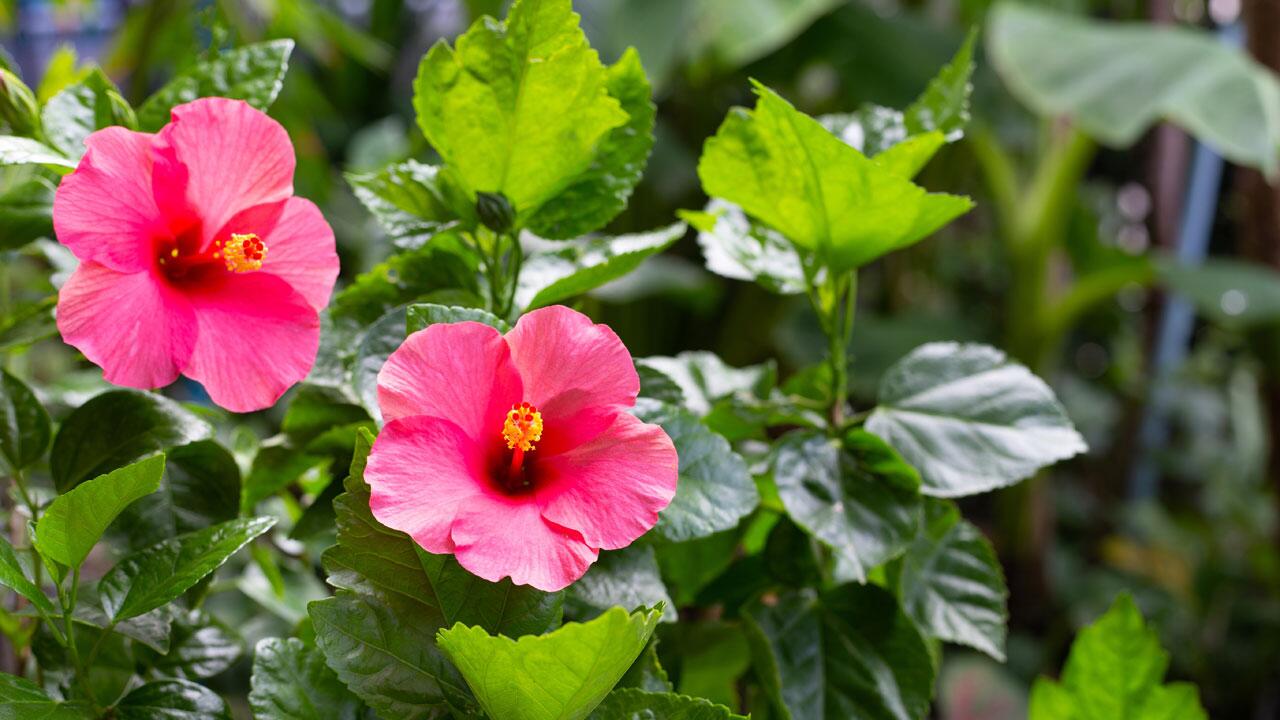 Hibiskus überwintern: So schützen Sie die tropische Pflanze vor Frost