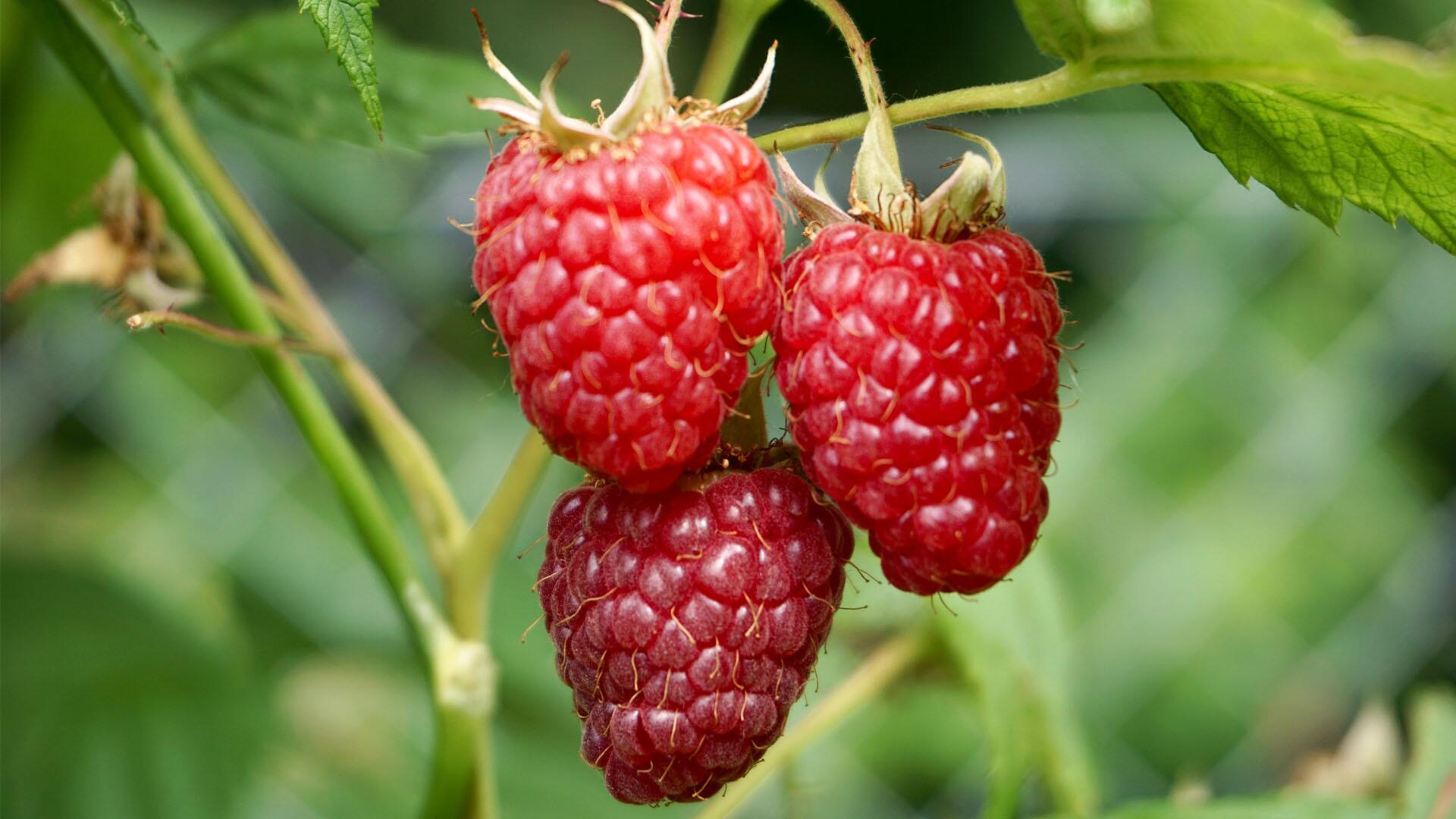 Wie gesund sind Himbeeren? Wie gesund sind Himbeeren?