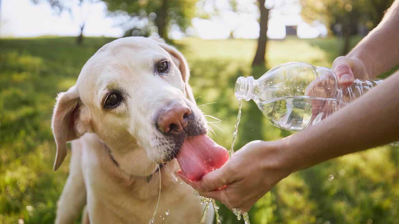 Hitze im Sommer: 5 No-Gos für Hunde