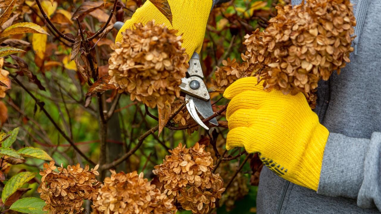 Hortensie überwintern: Optimaler Schutz für kalte Wintertage Hortensie überwintern: Optimaler Schutz für kalte Wintertage